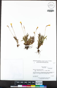 Erythranthe linearifolia image