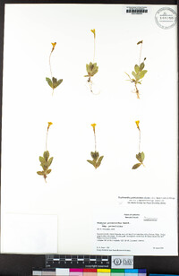 Erythranthe primuloides image