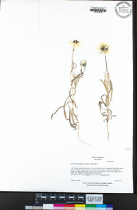 Achyrachaena mollis image