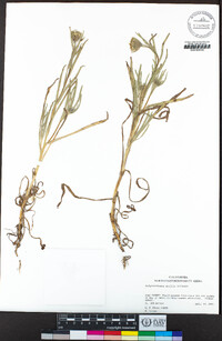 Achyrachaena mollis image