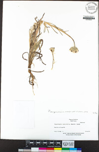 Achyrachaena mollis image