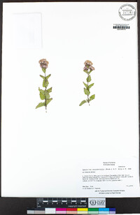 Ageratina occidentalis image