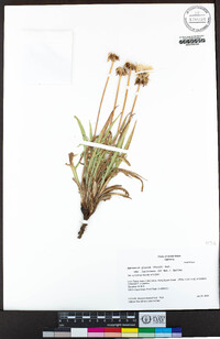 Agoseris parviflora image