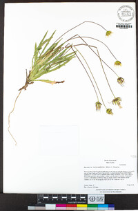 Agoseris heterophylla image