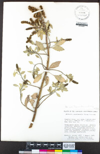 Ambrosia chamissonis image