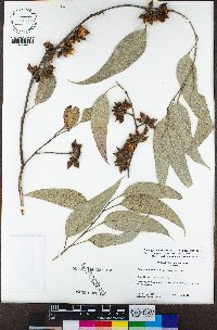 Eucalyptus tereticornis image