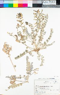 Astragalus layneae image