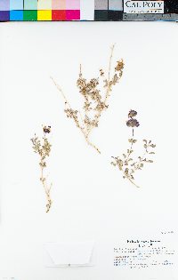 Salvia dorrii var. dorrii image