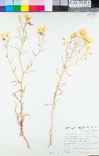 Camissonia kernensis image