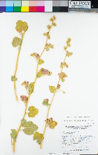 Sphaeralcea ambigua var. ambigua image