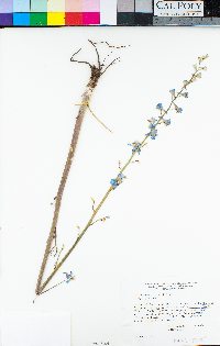 Delphinium parishii subsp. parishii image