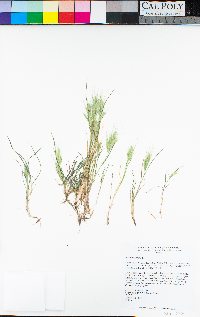 Bromus rubens image