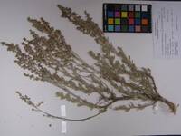 Artemisia tridentata subsp. wyomingensis image