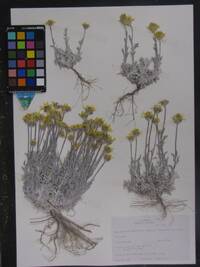 Eriophyllum lanatum var. integrifolium image