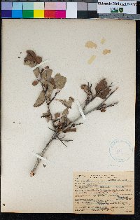 Prunus subcordata image