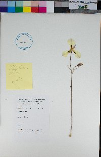 Calochortus leichtlinii image