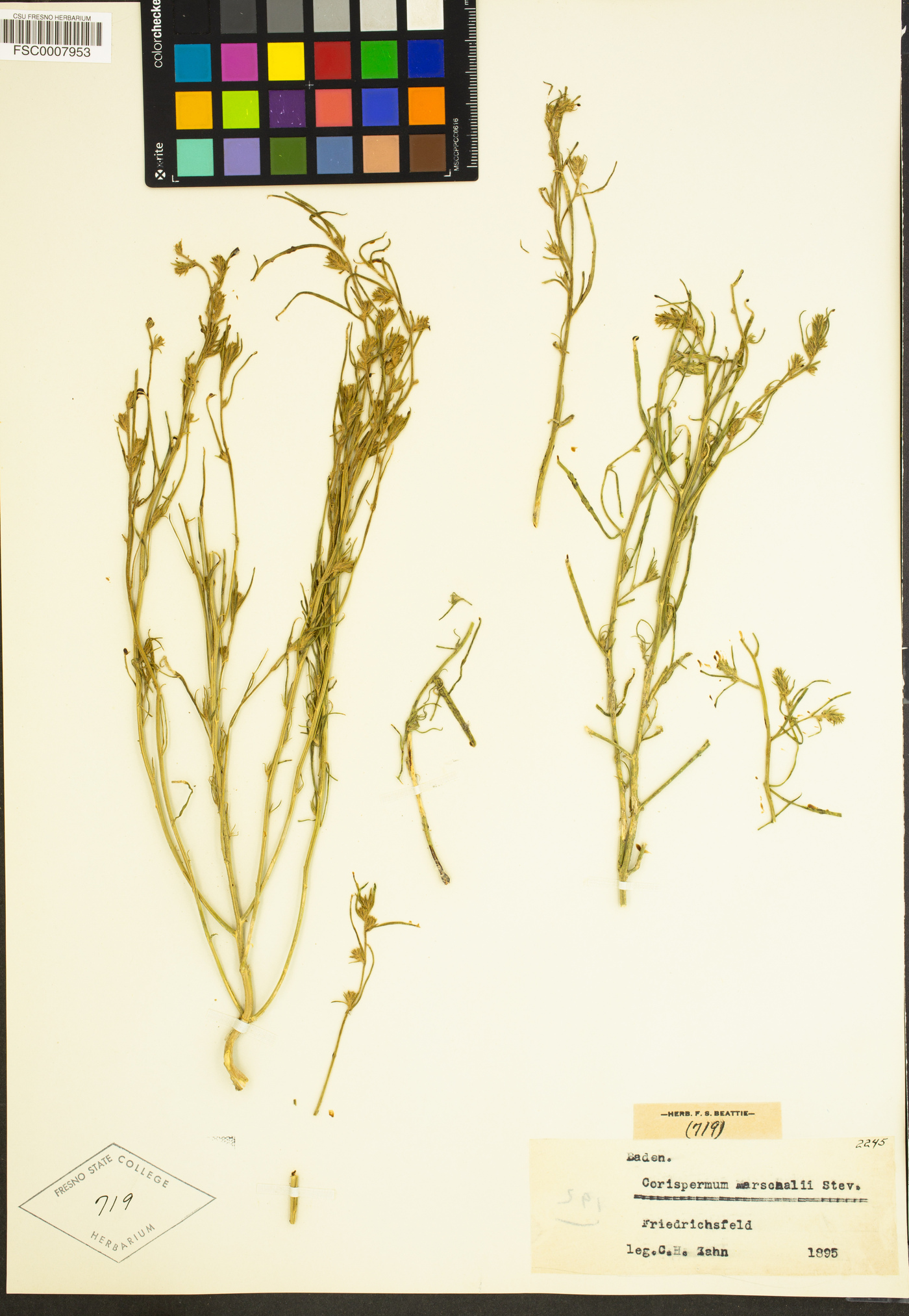 Corispermum marschallii image