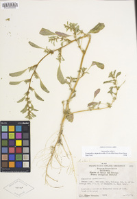 Amaranthus albus image