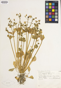 Claytonia sibirica image