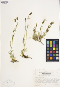 Silene sargentii image