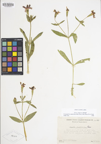 Silene laciniata subsp. californica image