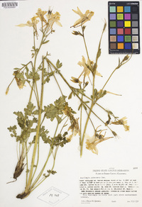 Aquilegia pubescens image