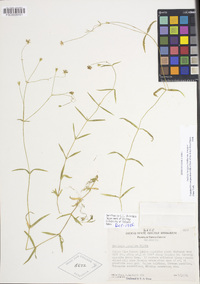 Stellaria longipes image