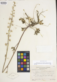 Delphinium hansenii subsp. hansenii image