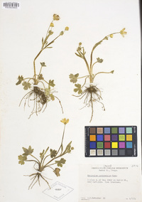 Ranunculus occidentalis image