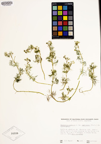 Ranunculus aquatilis var. diffusus image