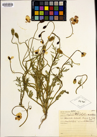 Papaver heterophyllum image