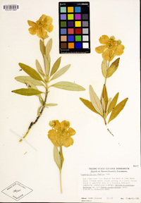 Carpenteria californica image