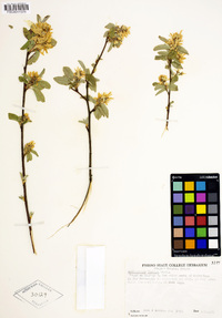 Amelanchier alnifolia var. semiintegrifolia image