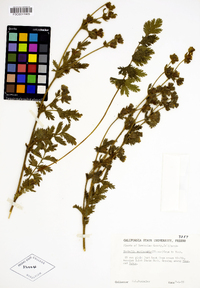 Horkelia marinensis image