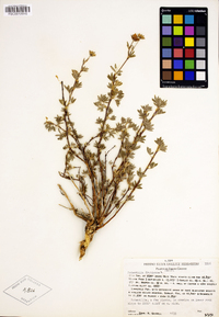Dasiphora fruticosa image
