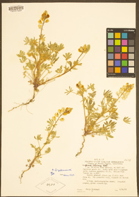 Lupinus citrinus var. citrinus image