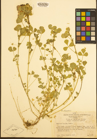 Medicago polymorpha image