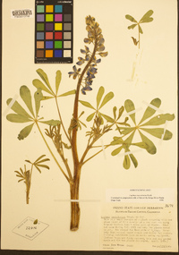 Lupinus succulentus image