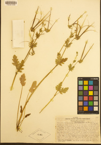 Erodium brachycarpum image