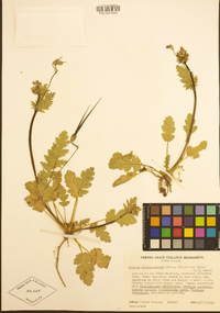 Erodium brachycarpum image