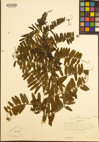 Vicia gigantea image