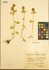 Image of Trifolium badium