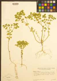 Euphorbia peplus image