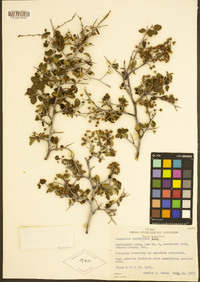 Ceanothus cordulatus image