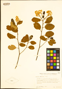 Ceanothus velutinus image