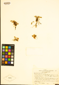 Hypericum anagalloides image
