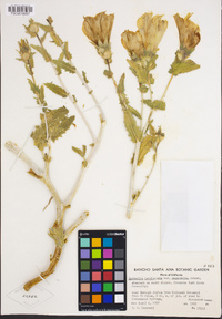 Mentzelia involucrata image