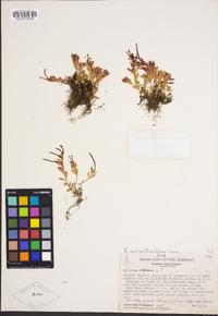 Epilobium anagallidifolium image