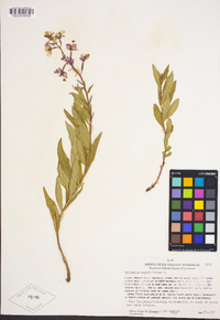 Chamerion angustifolium image