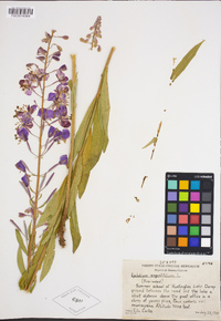 Chamerion angustifolium image